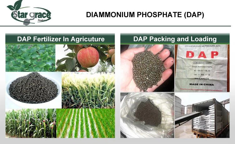 1 dap diammonium phosphate